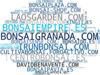 nube de conceptos árboles bonsái, kits bonsái, materiales bonsái